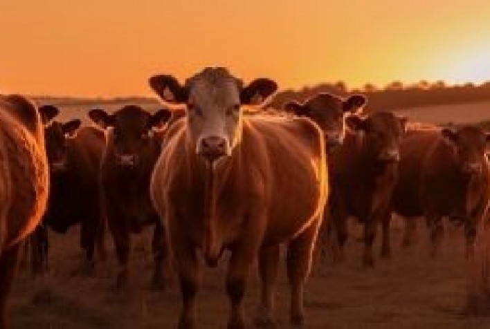 Como Prevenir a Tripanosomose Bovina