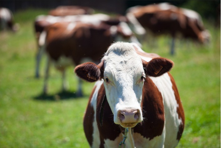 Avanços Genéticos Impulsionam Recuperação da Pecuária Brasileira