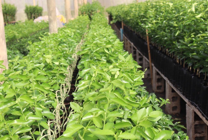 Produção de Mudas Impulsiona Economia no Interior de Minas Gerais