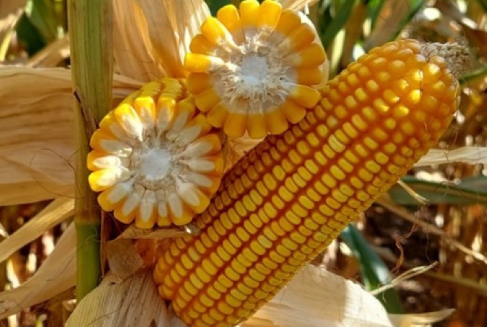 Novo híbrido de milho Forseed alcança altas produtividades em Minas Gerais