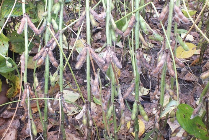 Sojicultores recebem nova ferramenta para o controle de doenças que afetam a produtividade