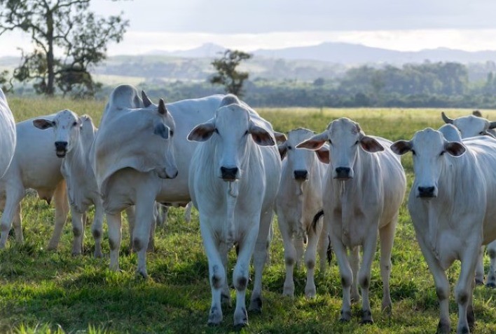 Leptospirose: Alerta no Rio Grande do Sul para Humanos e Bovinos