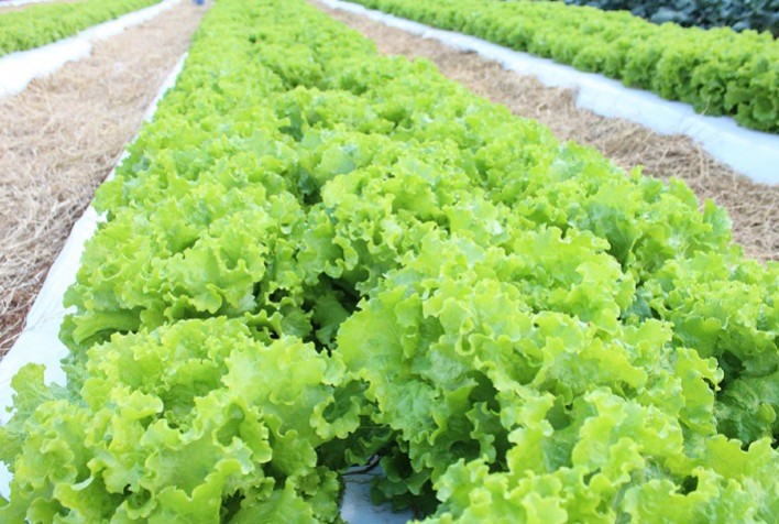 Cultivares de alface da Embrapa demonstram resistência ao calor