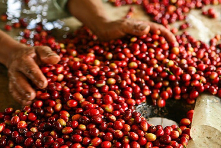 Cooperativa do cerrado mineiro promove mapeamento de qualidade para Cafés Especiais