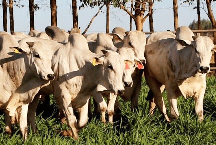 Mercado de Boi Gordo: Oferta elevada e desvalorização persistem