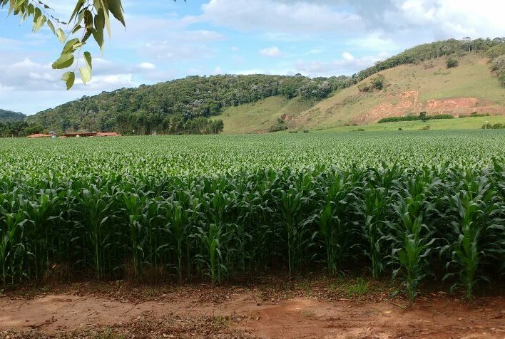 Qualidade das lavouras de milho em Mato Grosso do Sul sofre nova redução