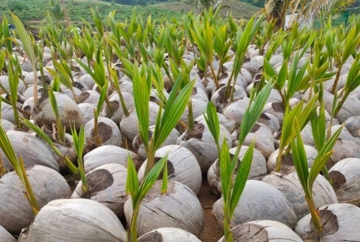 Colômbia abre mercado para sementes de coco do Brasil