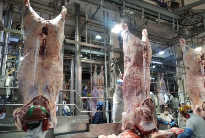 Abate de bovinos bate recorde histórico; produção de frangos e suínos apresenta queda