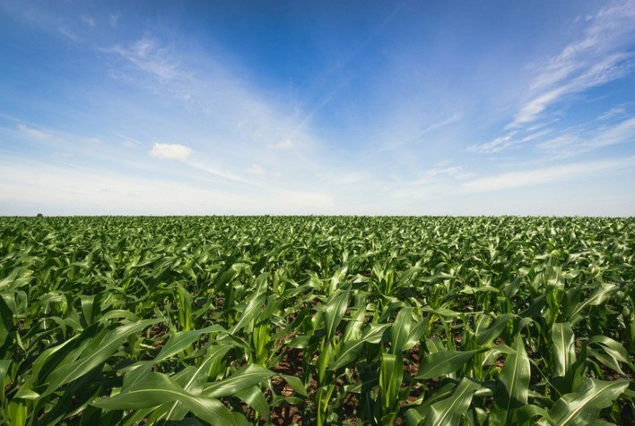 Destaques do monitoramento agrícola global: Condições das principais culturas no Brasil