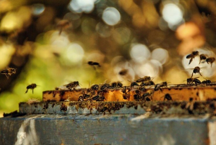 Alternativas Sustentáveis no Campo: Apicultura e Produção de Mel