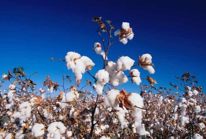 Bayer Destaca Inovações em Algodão e Soja na Bahia Farm Show