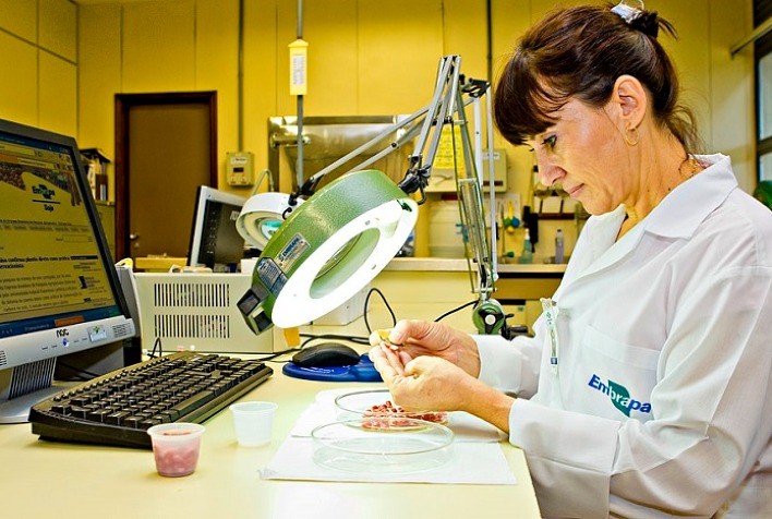 Reunião de Pesquisa de Soja Aborda Perspectivas e Desafios para as Próximas Safras