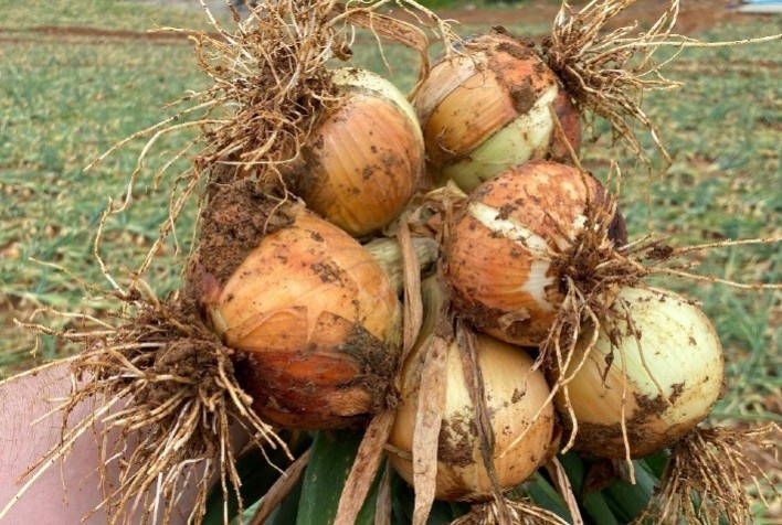 Agricultores de Cebola Investem em Nutrição do Solo para Melhorar Produtividade