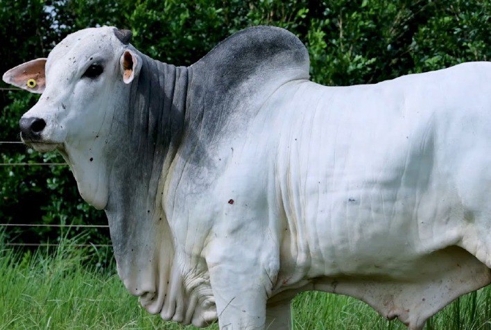 Ponta Atualiza Lista dos Touros Mais Eficientes do Brasil