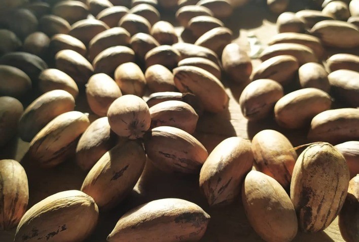 IBPecan celebra abertura do mercado chinês para a noz-pecã