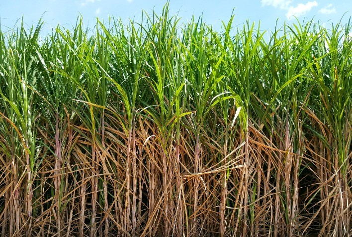 Conceito Cana Perene é o Destaque da Stoller no CanaTech 2024