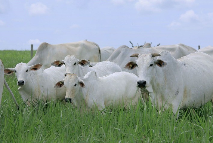 Melhoramento Genético na Pecuária: Caminho para Lucros e Eficiência