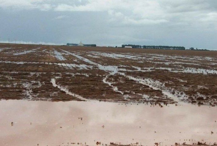 Inundações Reduzem Produção de Soja no Rio Grande do Sul para 20 Milhões de Toneladas