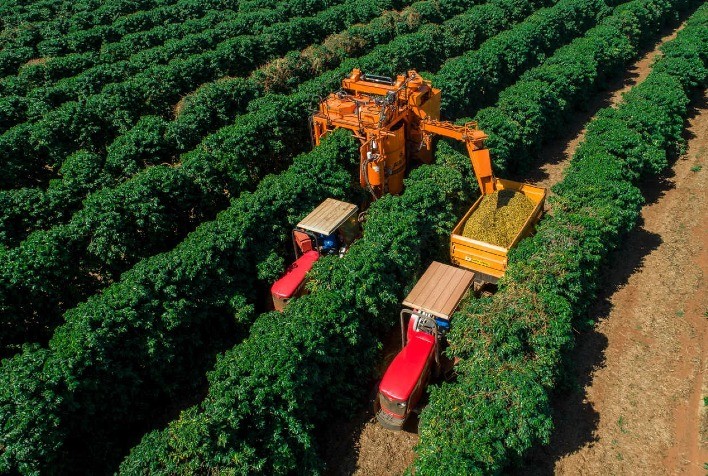 Colheita de Café no Brasil Avança com Clima Favorável