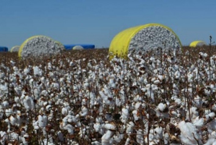 Preços do Algodão no Mercado Brasileiro Mostram Estabilidade e Queda
