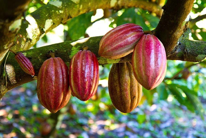 MT: Agricultores transformam áreas degradadas em plantios de cacau e banana