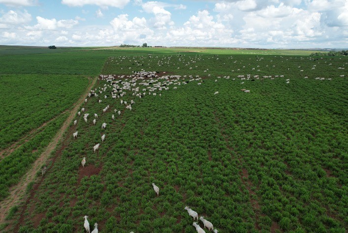 Estratégias inovadoras para a pecuária do futuro desembarcam em Mato Grosso do Sul