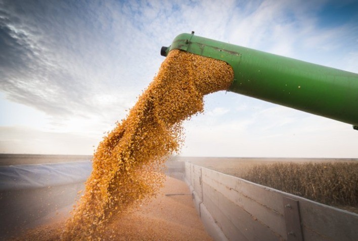 Colheita de Milho no Paraná Atinge 13% da Área em Ritmo Recorde, Afirma Deral