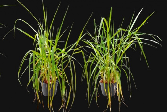 Estudo Revela Impacto da Inoculação de Bactérias na Agricultura Sustentável