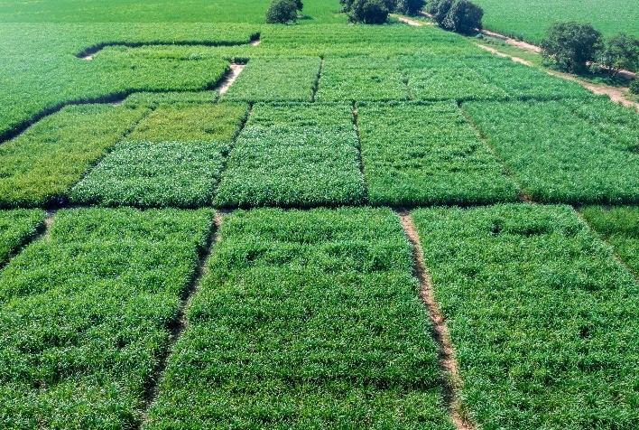 Variedades de Cana-Energia Ampliam Produção de Etanol em Áreas Restritivas e Atendem Demanda para Cogeração de Energia