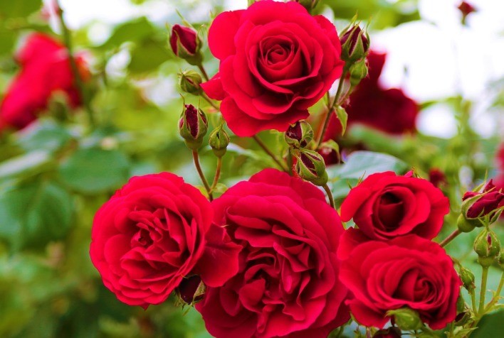 Previsão de Crescimento de 4% nas Vendas de Flores para o Dia dos Namorados