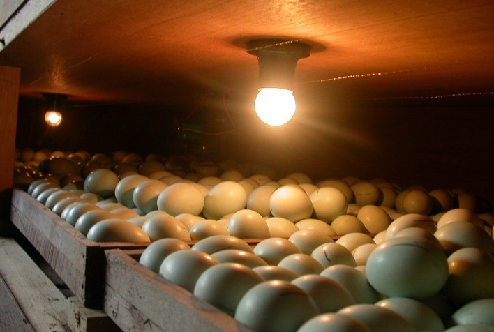 Brasil Amplia Mercado no Lesoto: Autorização para Exportação de Produtos Agropecuários