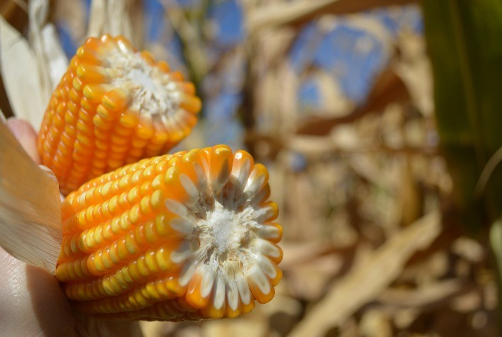 Milho abre a 4ª feira subindo em Chicago na expectativa do USDA