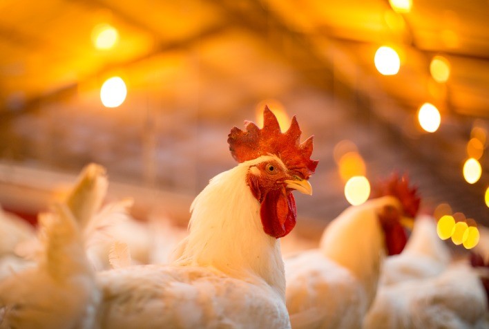 Em maio, frango vivo registrou o menor preço dos últimos três anos para o mês