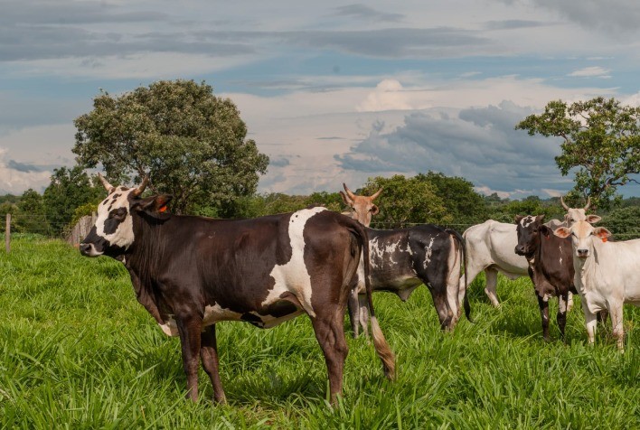 Vacinação Contra Raiva de Herbívoros em Goiás Entra na Etapa Final