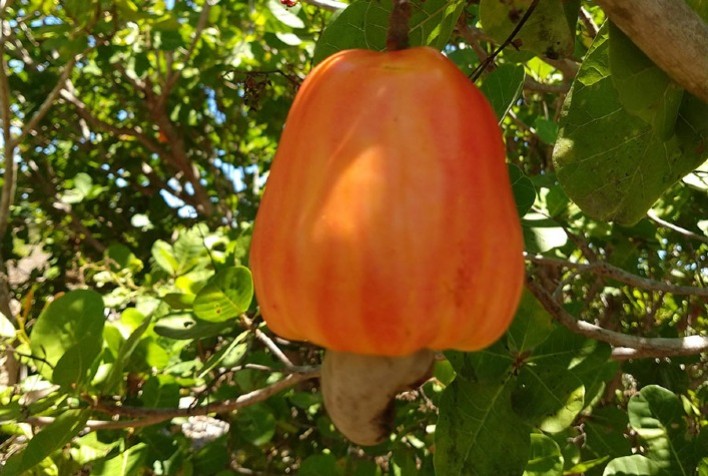 Hidrogel Amplia a Vida das Mudas de Cajueiro