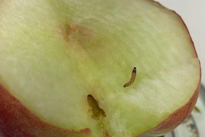 Mapa Intercepta Praga Quarentenária em Importação de Pêssegos no Aeroporto de Guarulhos