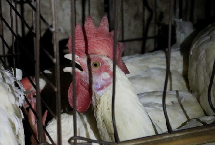 Transporte de Animais Vivos e os Riscos de Doenças: Especialistas Alertam para Impactos na Saúde Pública