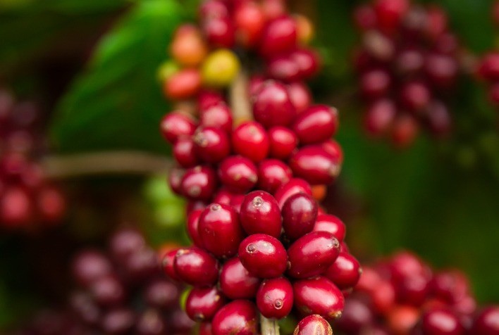 Mercado de Café Encerrará Semana com Negócios Pontuais