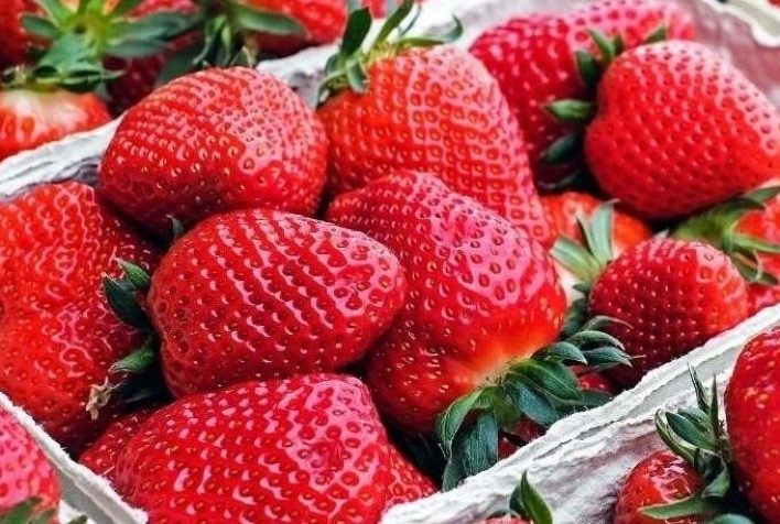 Safra de morango chega com atraso, mas com boa qualidade