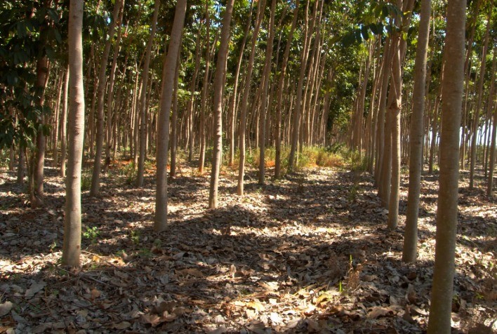 Reflorestamento Comercial Ganha Destaque na Agenda Ambiental Brasileira