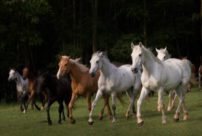Proteção dos Cavalos Contra a Influenza é Essencial para Saúde e Bem-Estar