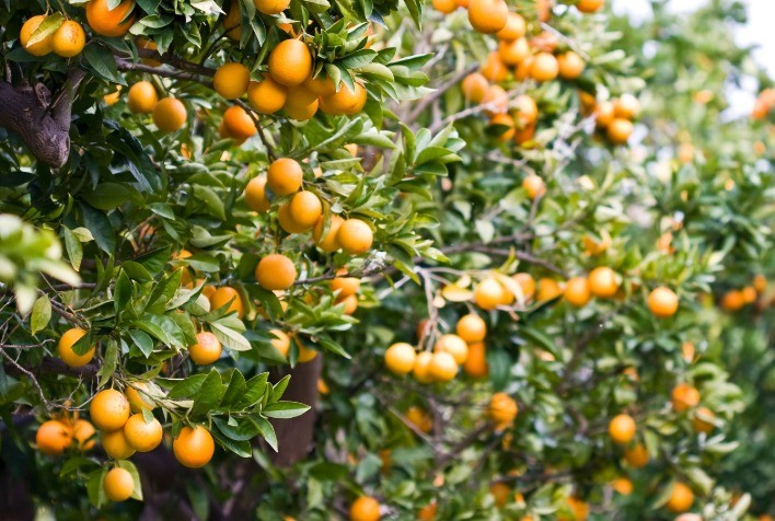 Especialista da Emater faz panorama da citricultura em Goiás e alerta sobre a doença greening