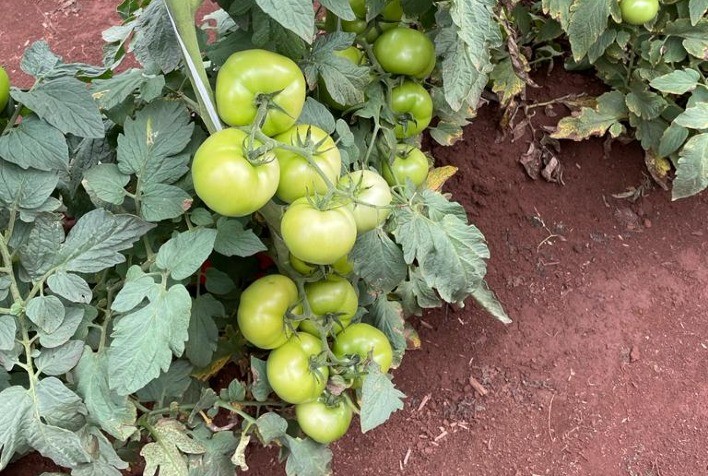 Sipcam Nichino destaca agroquímicos e novas soluções na Hortitec 2024