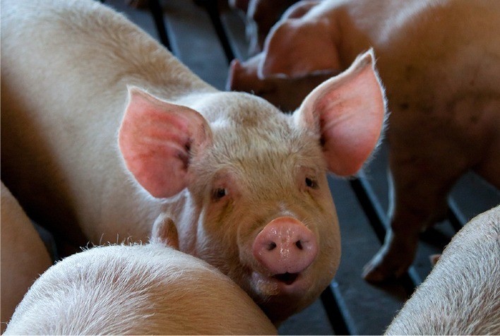 Impactos da Doença do Edema nas Granjas: Desafios e Estratégias de Controle