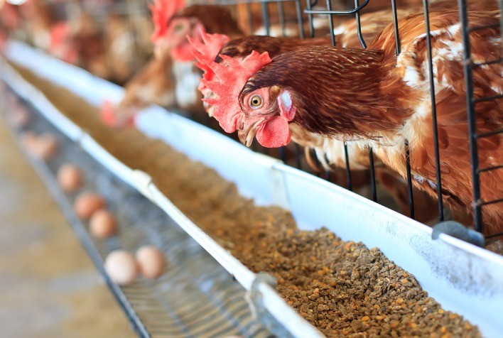 Aditivo orgânico impulsiona saúde intestinal de aves de postura