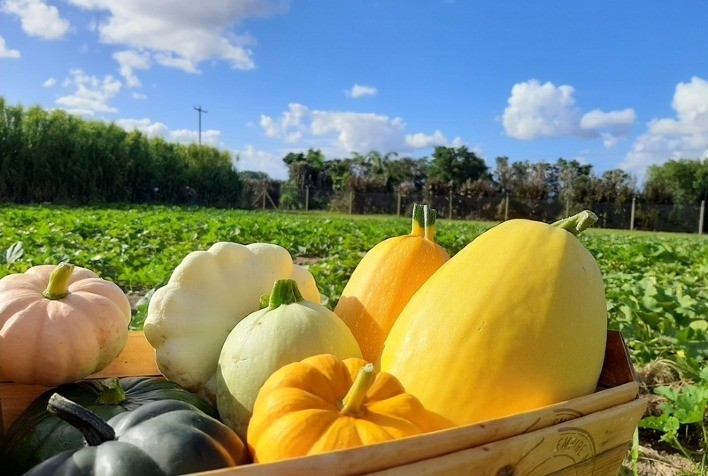 ISLA Sementes Destaca Inovação e Diversidade na Hortitec 2024