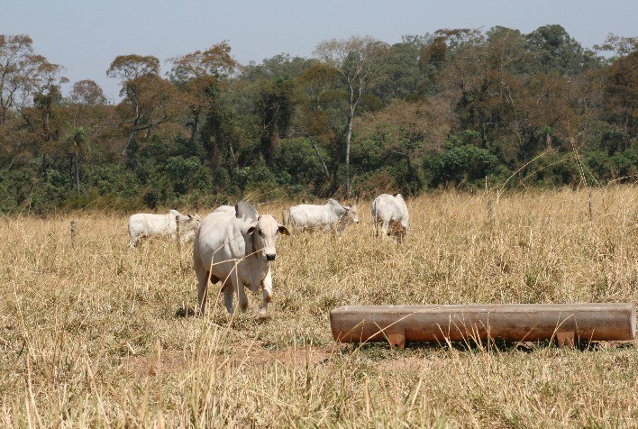 Semiconfinamento: A Alternativa Eficiente para Terminação de Bovinos de Corte