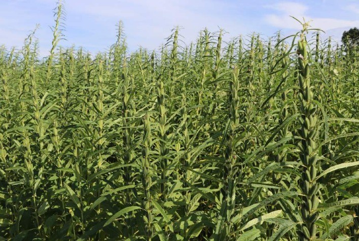 Pesquisa Aprimora Técnicas para Cultivo de Gergelim em Mato Grosso