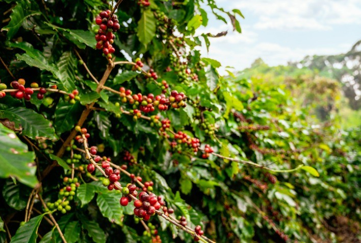 Produção de Café em Uganda Deve Alcançar 6,9 Milhões de Sacas em 2024/25