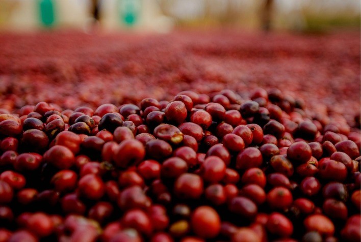 Mercado de Café: Ajustes Técnicos Positivos Iniciam a Semana